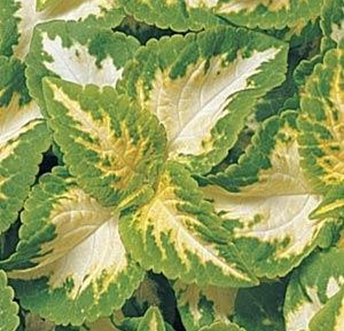 колеус гибридный Coleus x hybrida